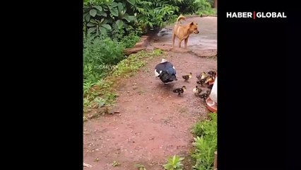 Anne ördek ve yavrularının yanından geçerken saygıda kusur etmeyen köpek gönülleri kazandı