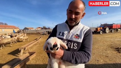 Çenesi anormal ve sol gözü olmayan kuzu sahibini şaşkına çevirdi