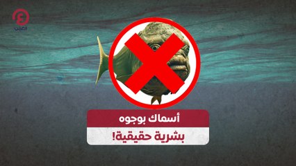 اكتشف أسماكًا بوجوه بشرية حقيقية! 🐟