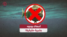 أسماك بوجوه بشرية حقيقية!