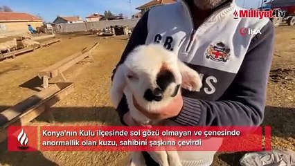 Yeni doğan kuzu şaşkına çevirdi: Bugüne kadar böyle bir şey görmedim