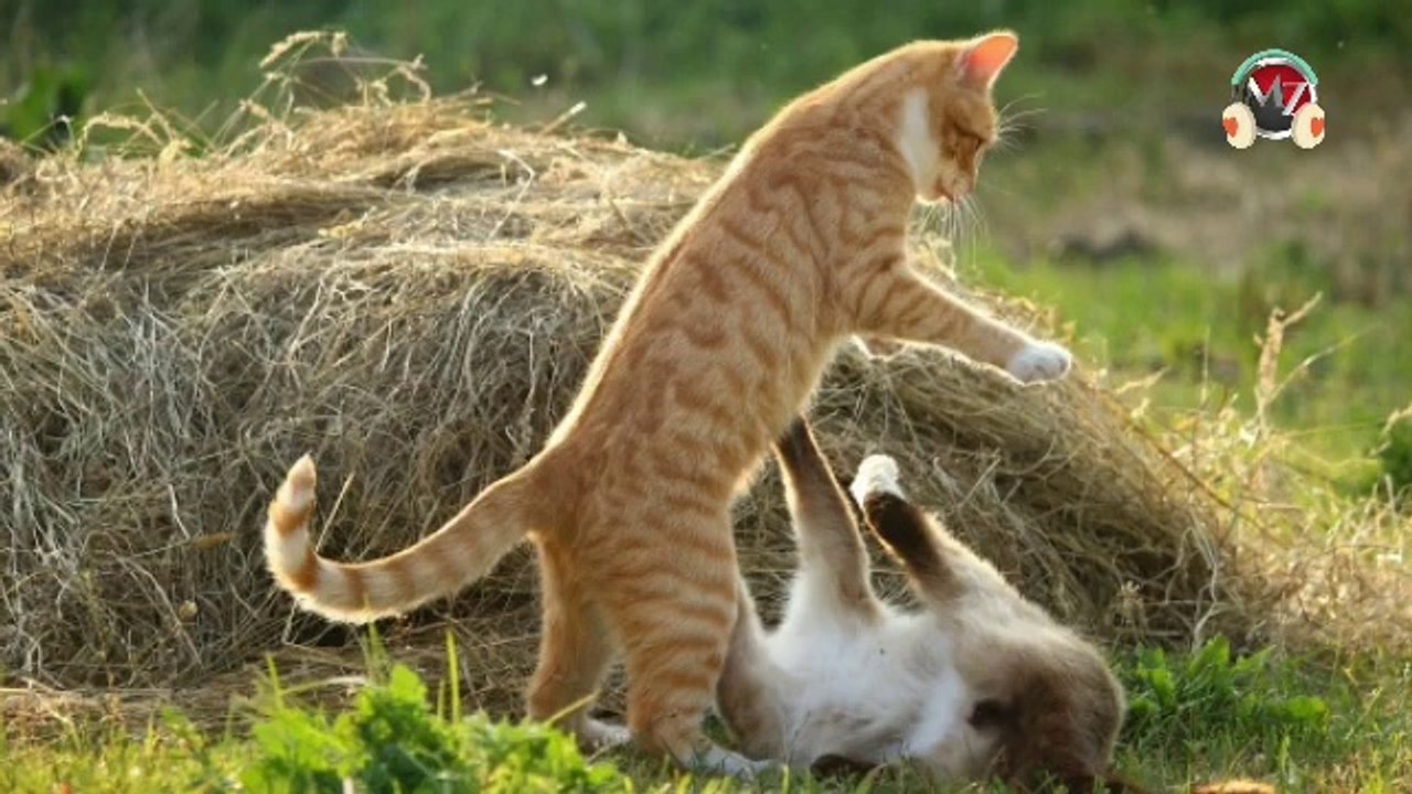 cats fighting sound effect_cats fight sounds video Dailymotion