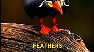 Inca Tern Facts