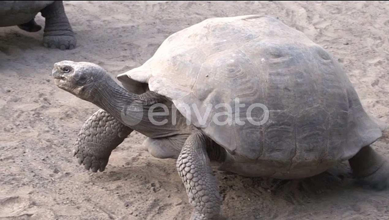 Turtle fight
