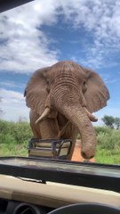 Close Encounter With Curious African Elephant