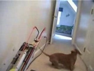 Le meilleur ami de l homme