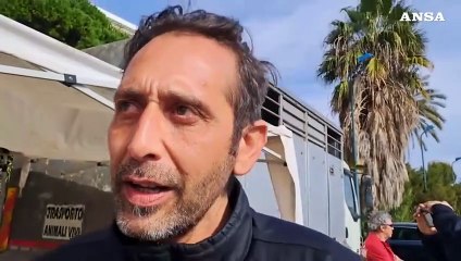 Sanremo, l'agricoltore Cristian Belloni presenta la mucca Ercolina 2: "Qua a protestare"