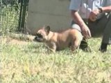 Le Bouledogue Francais