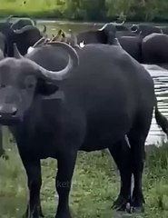 Syncerus Caffer Plays Tug Of War With Crocodile