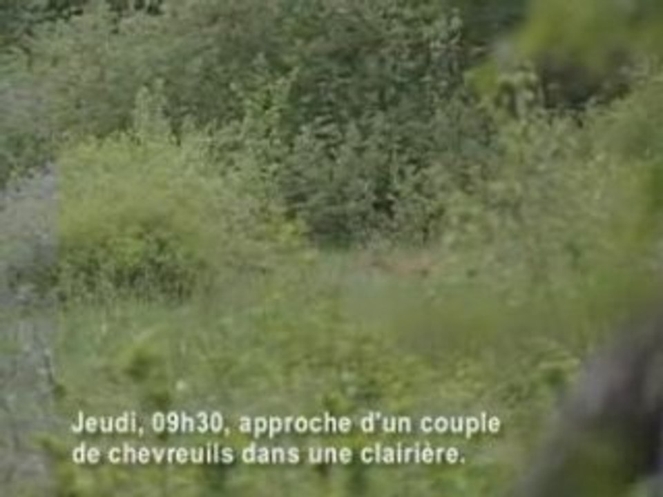 Le brocard en pologne - partie 3