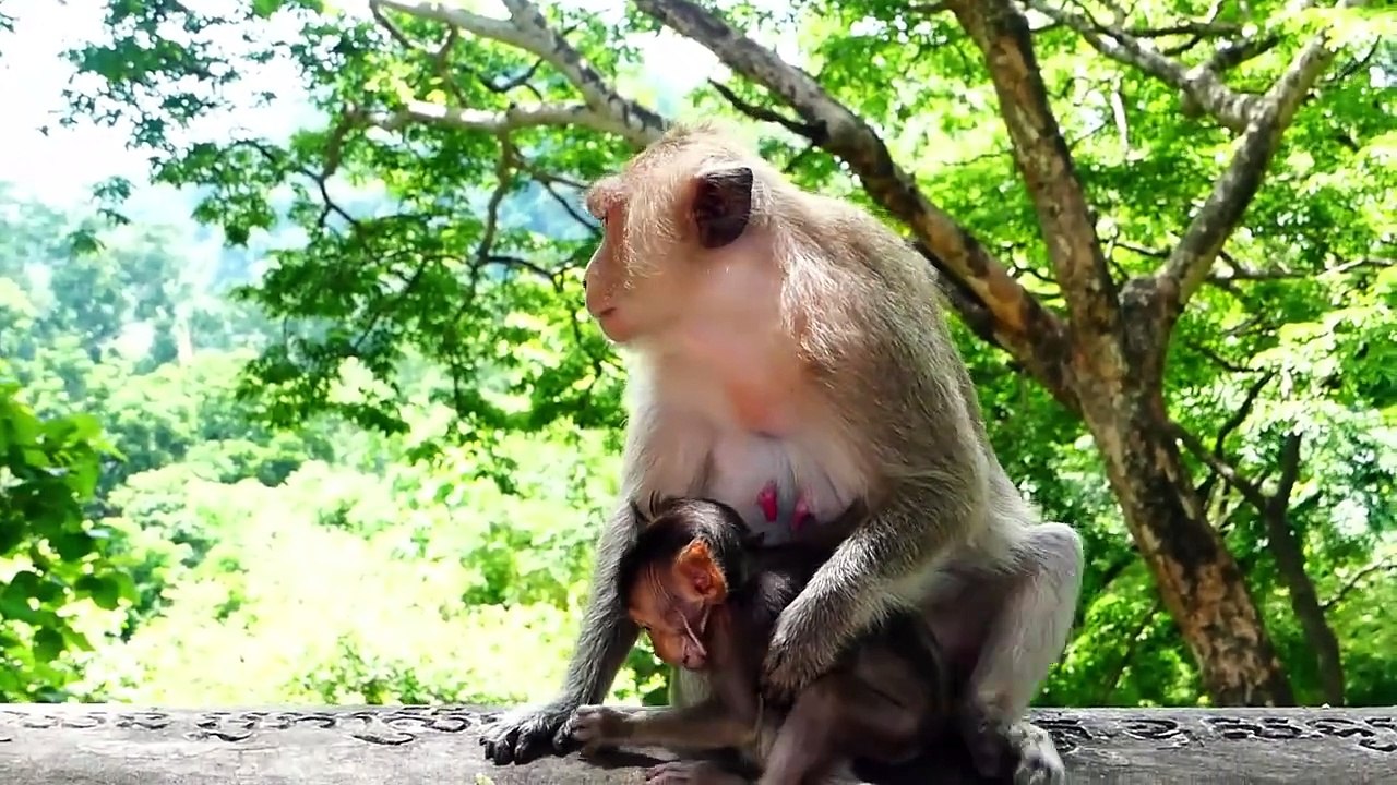 Sarah Runs Rapidly To Pick Up Baby Sakura From Mother Charlina (720p_25fps_H264-192kbit_AAC)