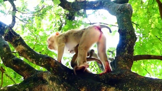 Sarika Is Very Careful After Getting Accident, Sarika Brings Saro Rapidly To The Tree (720p_25fps_H264-192kbit_AAC)
