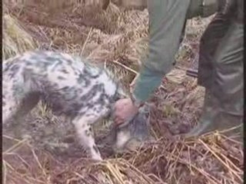 Le Chasseur de Becasse