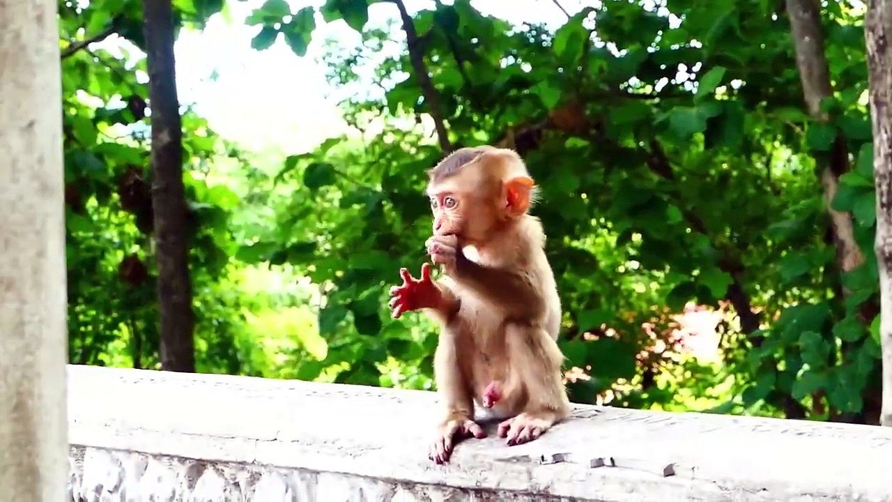 Saro Always Showing His Charming Face To The Adult Monkeys (720p_25fps_H264-192kbit_AAC)