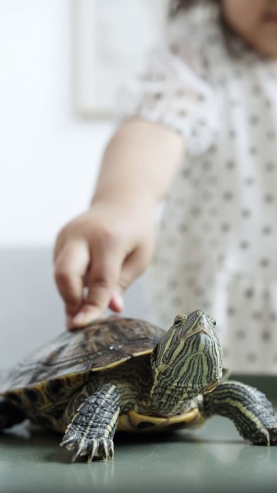 Graceful Sea Turtles: Navigators of the Ocean Depths