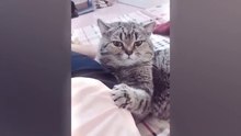 You Laugh You Lose  Funniest Cats and Dogs  Part 16