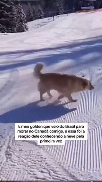 cão conhece neve