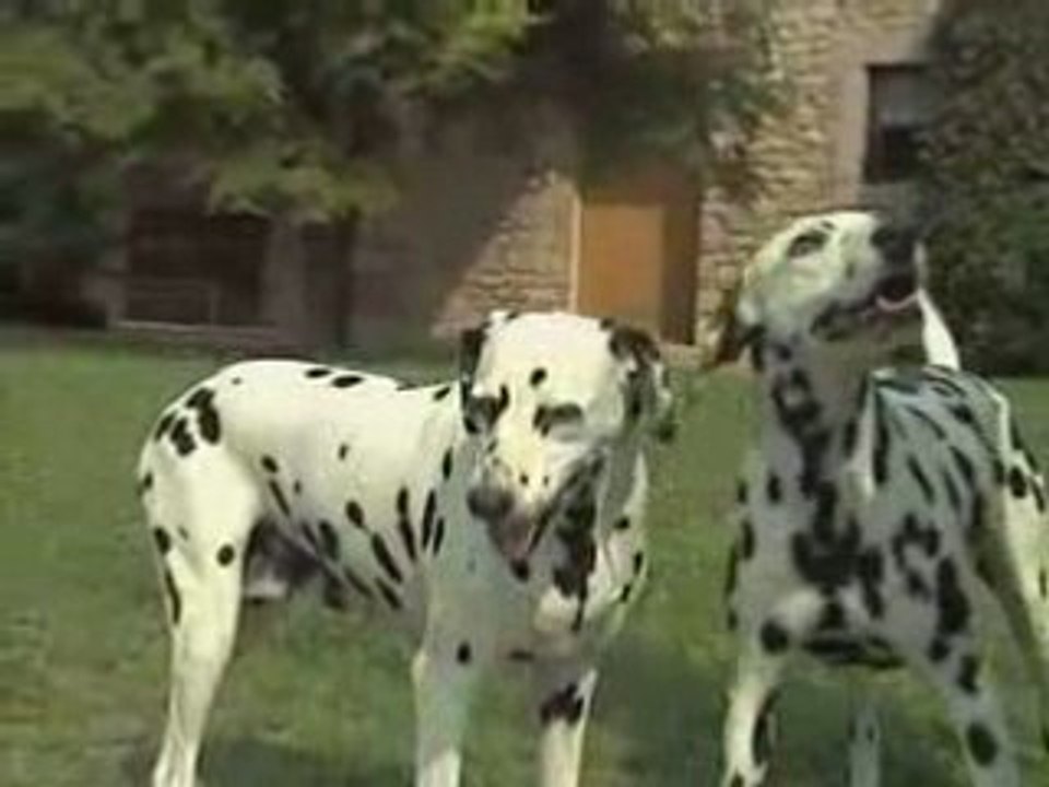 Le Dalmatien