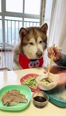 The dog complains and doesn't even eat Dessert is dipped in sauce