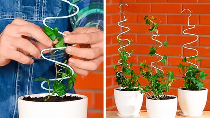 Smart Planting tricks for your blossom mini Garden