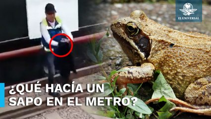 ¡Sapo en las vías del Metro! Así lo rescataron
