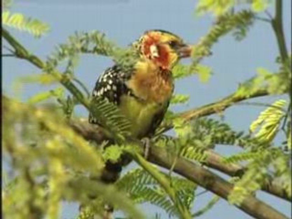 Le Monde Secret des Animaux : La Veritable Vie des Pingouins et des Oiseaux Sauvages