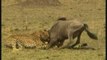 Le Monde Secret des Animaux : Le Monde Feroce des Predateurs : Lions, Guepards, Leopards