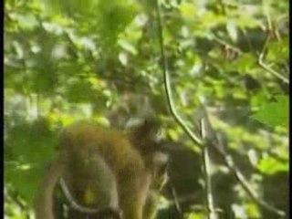 Le Monde Secret des Animaux : Les Mysteres du Peuple Singe