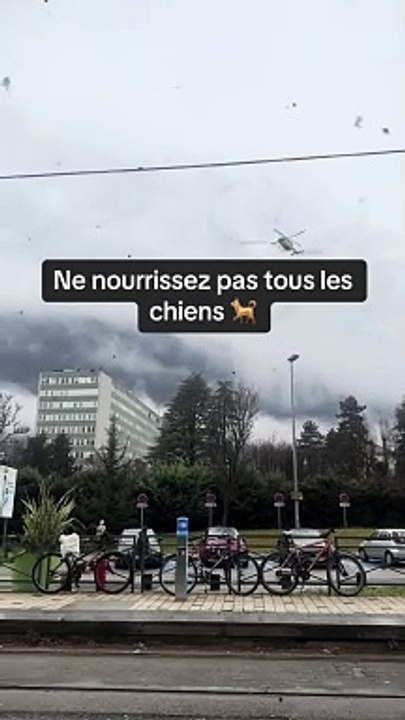 Ne nourrissez pas tous les chiens!! #citation #proverbe