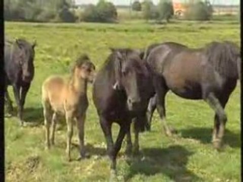 Le Poney landais