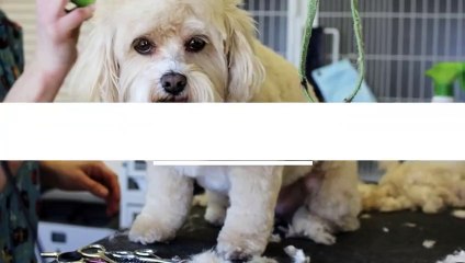 Paws and Relax: The Ultimate Holiday Grooming Gift for Your Pet