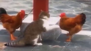 Funniest Animals   Funny Cats and Dogs Videos