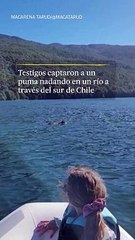Captan a un puma nadando en Chile