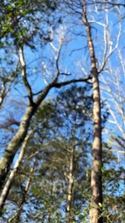 Stray Cat Rescued From Tree