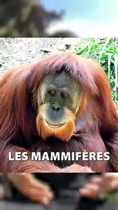 LE PIMENT ça PIQUE parce que c'est LA NOURRITURE DES OISEAUX !