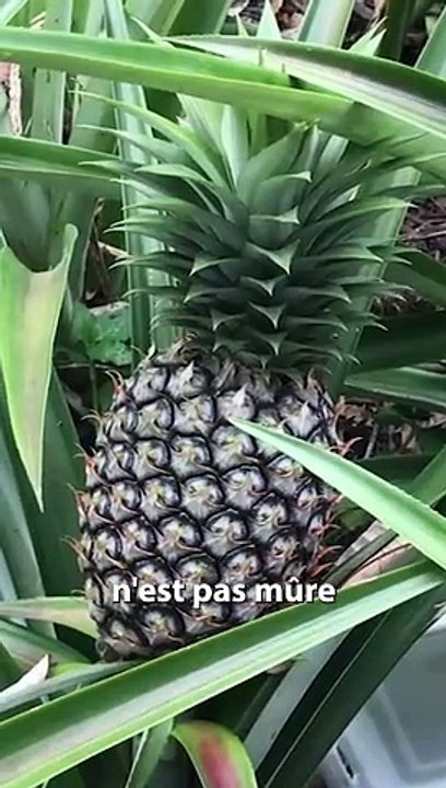 L'ANANAS peut DIGERER ta LANGUE et ta BOUCHE !
