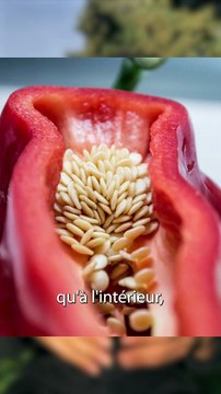 LE PIMENT ne BRULE PAS c'est seulement une SENSATION de brûlure !