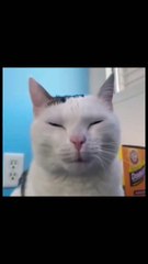 fake sigma cat vs real sigma cat #cat#shorts#cats #catlover