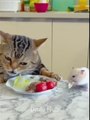 Fresh Funny Animals Videos  Funniest Cats and Dogs cat   dog   animals video