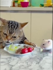 Fresh Funny Animals Videos  Funniest Cats and Dogs cat   dog   animals video
