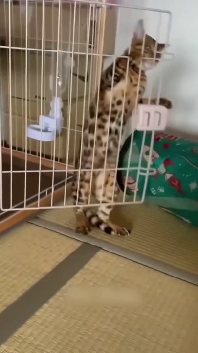 Funny cat vs dog videos #shorts #reels #fbreels #cats #funny #funnycats #animals #funnyvideo