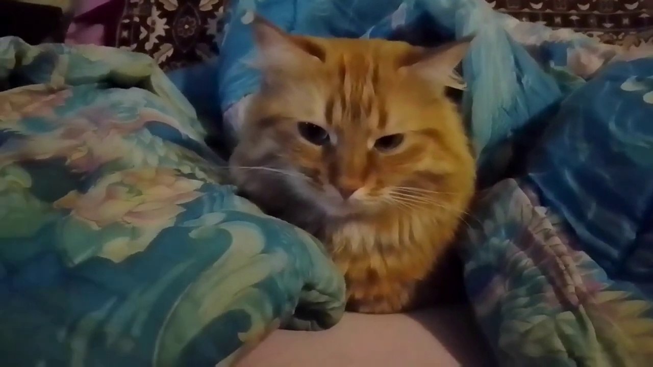 funny cats    _ red cat  _ funny video