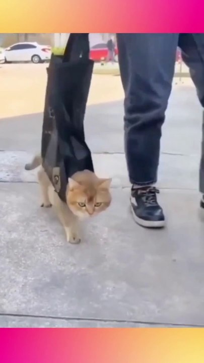 Funny Cat-Shopping and walking cats購物遛貓#shorts