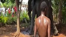 "Wild Encounter: Elephant Wanders into Matsulu!"
