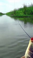 Mancing kita pakai media lumut part2