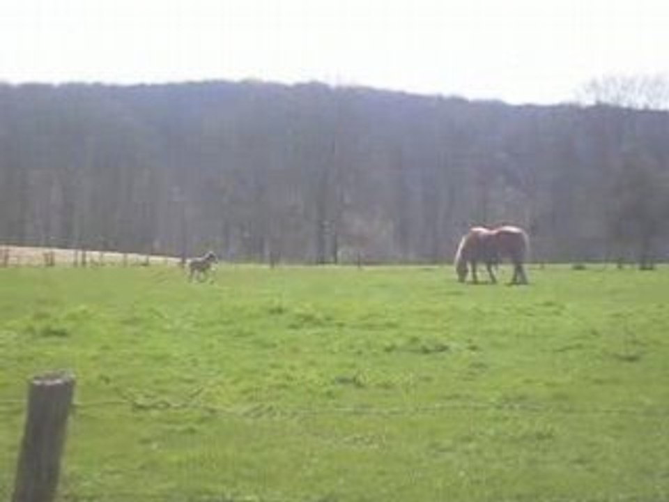 La maman et son ptit poulain