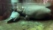 hipopótamo, água