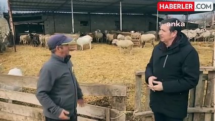 Edirneli Küçükbaş Hayvan Üreticisi Yem Fiyatlarının Yüksekliğinden Şikayetçi