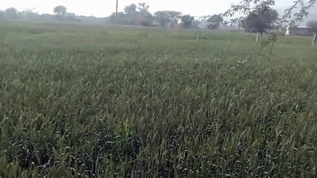 तेज हवा से पसरी गेहूं की फसल, दाना खराब होने की आशंका