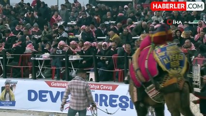 Ezine'de deve güreşleri nefes kesti